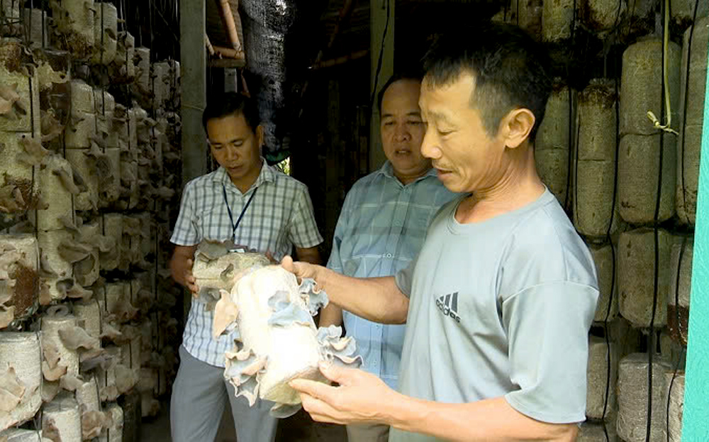 Sản phẩm nấm mộc nhĩ của HTX Nông nghiệp Minh Bảo, thành phố Yên Bái.