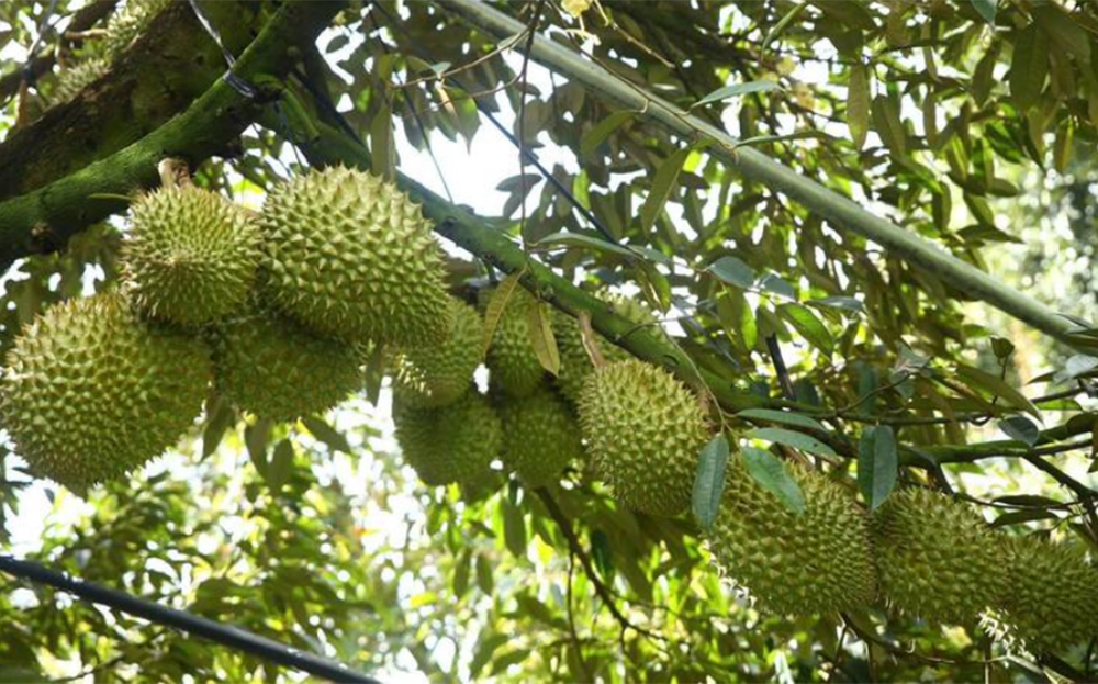 EU sắp cử đoàn thanh tra sầu riêng Việt Nam.