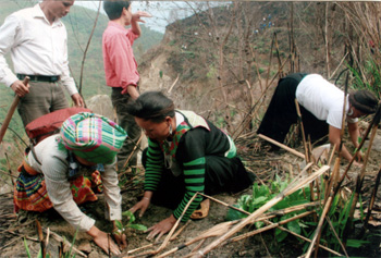 Bà con người Mông Trạm Tấu trồng rừng kinh tế.
