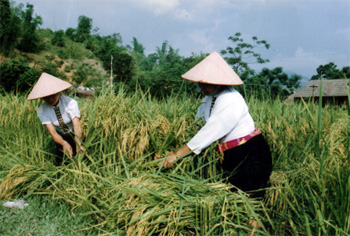 Nông dân thị xã Nghĩa Lộ thu hoạch lúa chiêm xuân.