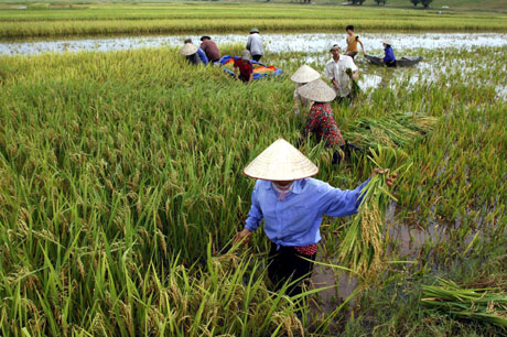 Nông dân vùng Đồng bằng sông Hồng thu hoạch lúa.