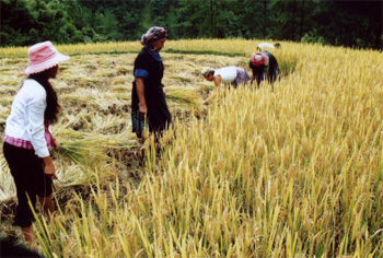 Mùa vàng ở xã Púng Luông (Mù Cang Chải).
(Ảnh: Thanh Miền)