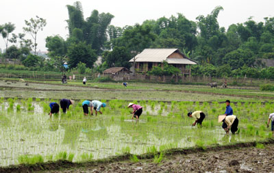 Bà con nông dân xã Sơn A cấy mùa sớm.