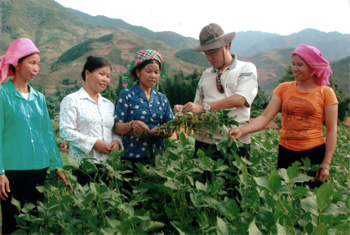 Cán bộ khuyến nông hướng dẫn nông dân thu hoạch đậu tương.
