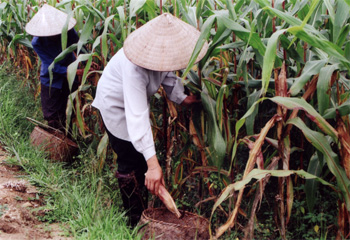 Nông dân xã Liễu Đô (huyện Lục Yên) thu hoạch ngô.
