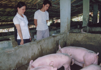 Chăn nuôi lợn theo mô hình bán công nghiệp của gia đình hội viên Bùi Thị Hái, thôn Bản Quán, xã Việt Hồng cho thu nhập 30 - 50 triệu đồng/năm.
