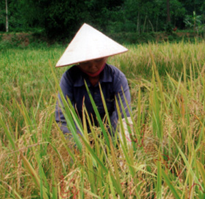 Thu hoạch lúa chiêm ở xã Vân Hội (Trấn Yên).
