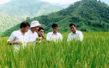 Cán bộ khuyến nông huyện Trạm Tấu hướng dẫn nông dân chăm sóc, phòng trừ sâu bệnh hại lúa.
