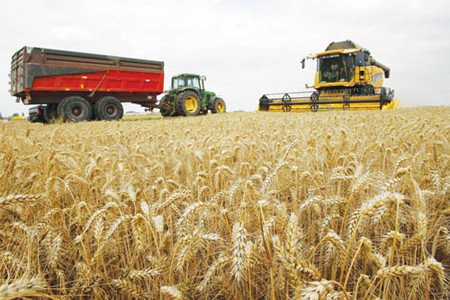 Sản lượng lúa mì ở Pháp không tăng trong nhiều năm qua.