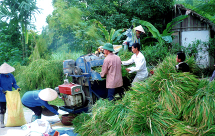 Tranh thủ thời tiết thuận lợi, nông dân Trấn Yên khẩn trương thu hoạch lúa.
