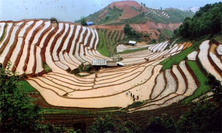 Bằng sự vận động của già làng Giàng Nủ Vàng, nhiều thửa ruộng bậc thang ở bản Xéo Mả Pán đã được người người dân khai hoang cấy lúa nước.

