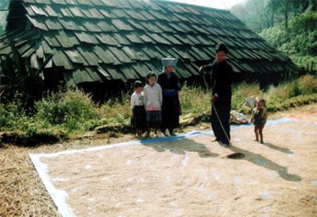 Người Mông huyện vùng cao Mù Cang Chải phơi thóc sau khi thu hoạch. (ảnh minh họa)
