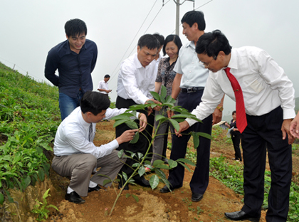 Đồng chí Phạm Thanh Tâm - Ủy viên Ban Thường vụ Tỉnh ủy, Trưởng ban chỉ đạo vùng cao (người ngoài cùng bên phải) cùng lãnh đạo ngành nông nghiệp, huyện Văn Chấn kiểm tra quá trình sinh trưởng, phát triển cây cao su.
