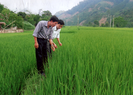 Lãnh đạo xã Phong Dụ Thượng kiểm tra tình hình phát triển của lúa xuân tại khu trung tâm xã.
