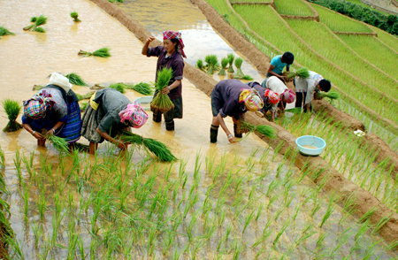 Diện tích lúa xuân toàn tỉnh đạt 17.845 ha.