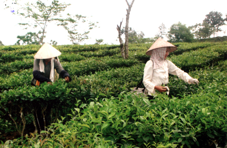 Nông dân Văn Chấn thu hái chè búp tươi đạt năng suất trên 8 tấn/ha.
