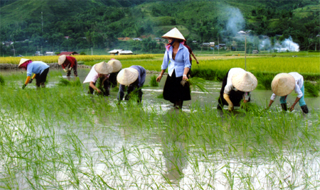 Nông dân Tú Lệ gieo cấy lúa mùa sớm.