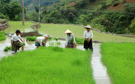 Đối với trà mùa sớm sử dụng các giống ngắn ngày. Ảnh minh họa