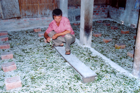Mô hình nuôi tằm của anh Nguyễn Thanh Sơn ở thôn 9 cho thu nhập 40 triệu đồng/năm.
