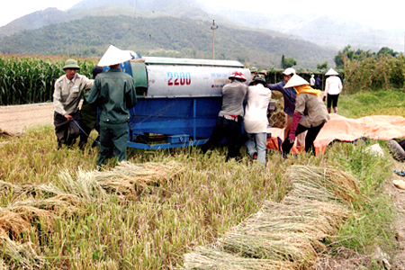 Nông dân xã Nghĩa Phúc thị xã Nghĩa Lộ thu hoạch lúa.
