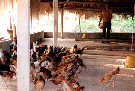 Trang trại chăn nuôi gà bán công nghiệp của gia đình anh Hoàng Đình Tiến xã Văn Lãng huyện Yên Bình đem lại hiệu quả kinh tế.