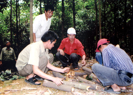 Chi hội CCB thôn Đồng Phúc, thu hoạch quế.

