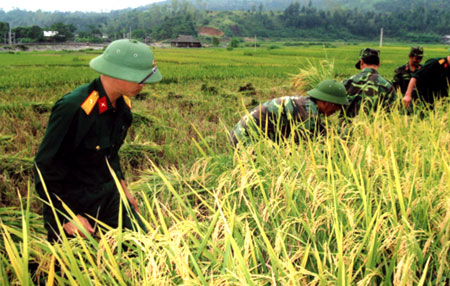 Cán bộ, chiến sĩ Ban chỉ huy quân sự thị xã Nghĩa Lộ giúp nhân dân xã Nghĩa Lợi thu hoạch lúa vụ xuân 2012.
(Ảnh: Đặng Phương Lan)
