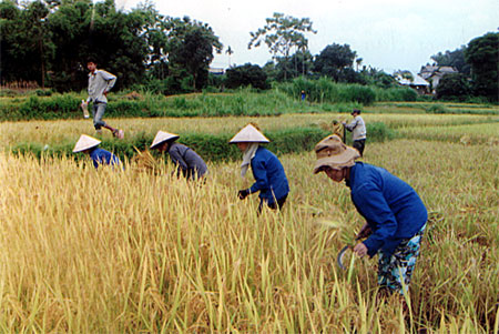 Nông dân Yên Bình thu hoạch lúa chiêm xuân.