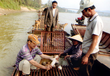 Mô hình nuôi cá chiên của bà Nguyễn Thị Lan ở thị trấn Mậu A (Văn Yên) cho thu nhập kinh tế cao. (Ảnh: Hồng Duyên)