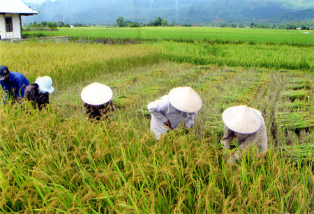 Nông dân xã Hạnh Sơn thu hoạch lúa xuân 2012, năng suất đạt gần 8 tấn/ha.