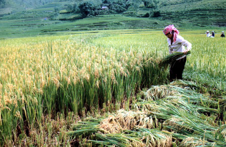 Nông dân bản nước Nóng, xã Tú Lệ (Văn Chấn) thu hoạch lúa đông xuân. (Ảnh: Đức Hồng)