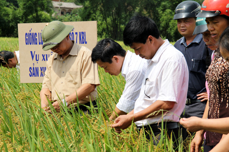 Các đại biểu thăm quan giống lúa thuần mới đưa vào sản xuất ở xã Liễu Đô.