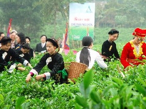 Thi hái chè trong ngày hội chè Thái Nguyên