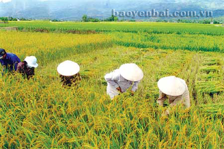 Nông dân xã Thanh Lương (Văn Chấn) thu hoạch lúa đông xuân, năng suất đạt bình quân 59 tạ/ha.