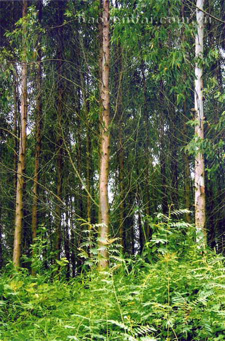 Nhiều diện tích rừng trồng kinh tế được nhận tiền phí DVMTR.