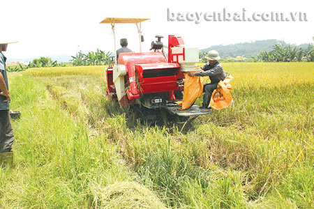 Sử dụng máy gặt đập liên hoàn trong thu hoạch lúa đông xuân ở xã An Thịnh.