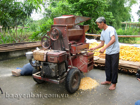 Máy tách hạt ngô giúp tiết kiệm thời gian, giảm công lao động.