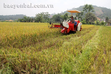 Đưa cơ giới hóa vào đồng ruộng đẩy nhanh tiến độ thu hoạch để triển khai gieo cấy lúa hè thu.
