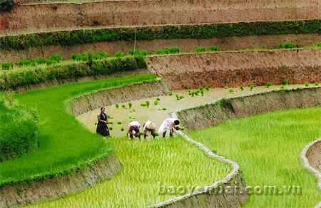 Đồng bào Mông xã Khao Mang cấy lúa mùa.