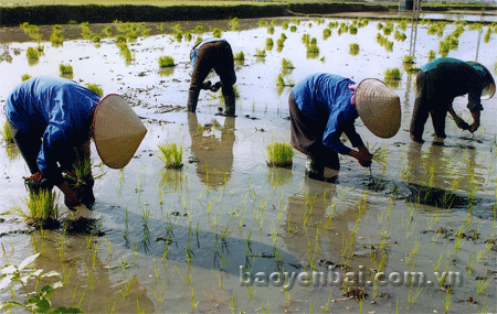 Nông dân xã Phúc Sơn cấy lúa mùa.