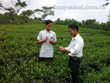 Trưởng thôn Bùi Chí Nam (bên phải) với nương chè duy nhất ở Bảo Ái còn hiệu quả.