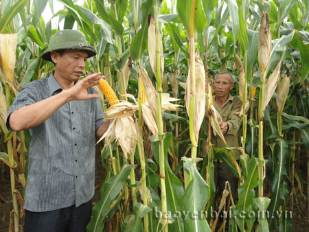 Lãnh đạo huyện Văn Yên kiểm tra hiệu quả sử dụng vốn vay Ngân hàng Chính sách Xã hội trong phát triển sản xuất của nông dân.
