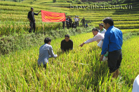 Giống lúa Bio 404 đưa vào sản xuất tại xã Khao Mang cho hiệu quả tốt.