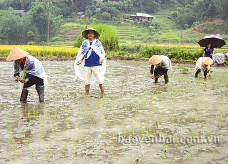 Anh Nguyễn Tiến Chinh (thứ 2, trái sang) tại mô hình thử nghiệm cấy lúa SRI.

