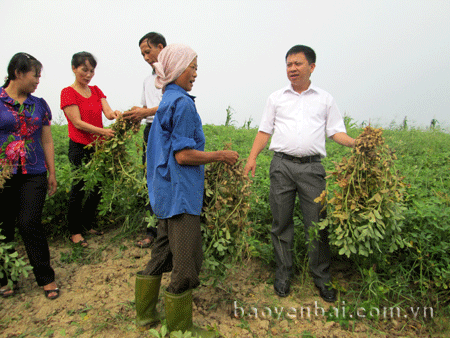 Đồng chí Nguyễn Văn Trọng - Chủ tịch UBND huyện Yên Bình thăm mô hình trồng lạc dưới cốt tại xã Phúc An.
(Ảnh: Hải Yến)