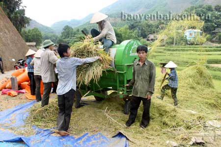 Nông dân Trấn Yên thu hoạch lúa xuân.
