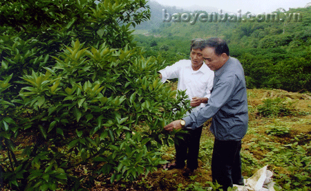 Hội viên Nguyễn Ngọc Việt kiểm tra sâu bệnh hại cam.