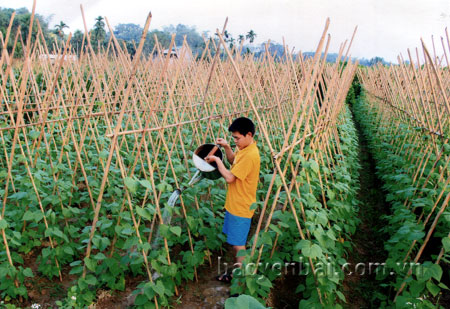 Xã Tuy Lộc (thành phố Yên Bái) đã bước đầu hình thành vùng sản xuất rau tập trung.
Ảnh: Linh Chi
