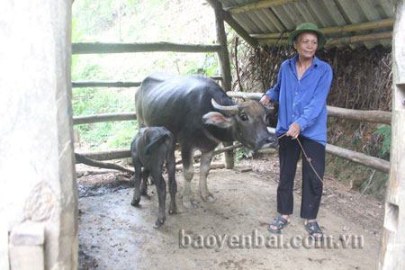 Nhờ phương pháp thụ tinh nhân tạo, con trâu của ông Kim Chung ở xã Hưng Thịnh (Trấn Yên) đã sinh một nghé con khỏe mạnh.