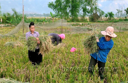 Nông dân phường Tân An thu hoạch lúa chiêm xuân.